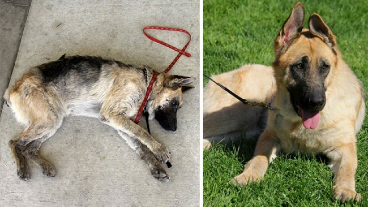 Illustration : "12 photos de chiens avant et après leur sauvetage qui vous surprendront"