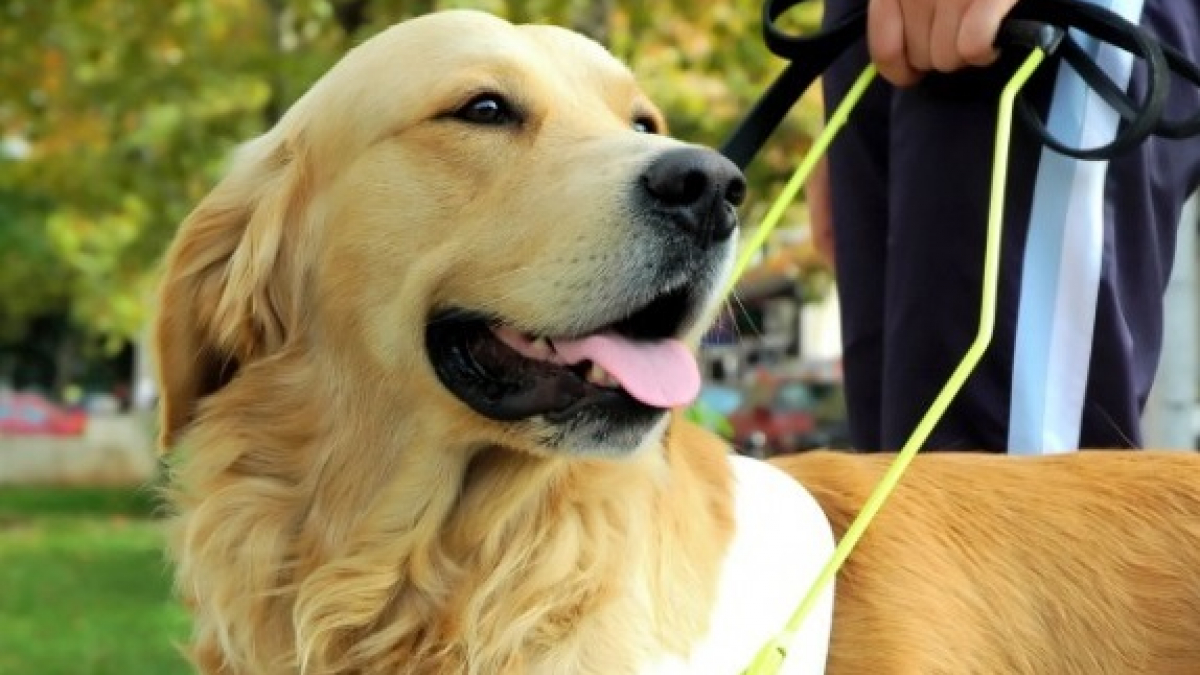 Illustration : "L'Association des Chiens Guides d'Aveugles fête la remise du 5000e chien d’assistance"