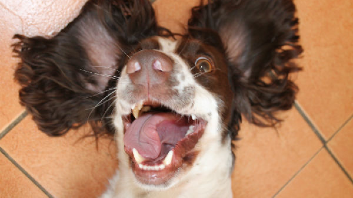 Illustration : "20 photos de chiens absolument sans complexe et très drôles"