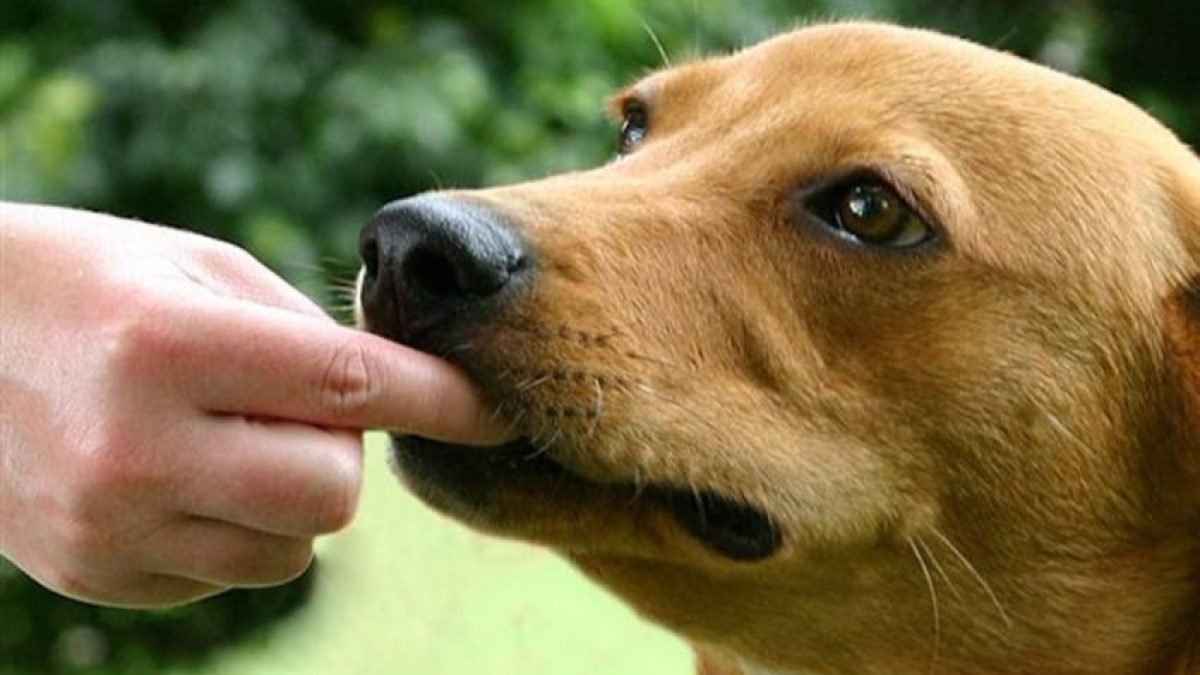 Illustration : "10 choses à éviter de faire à son chien"