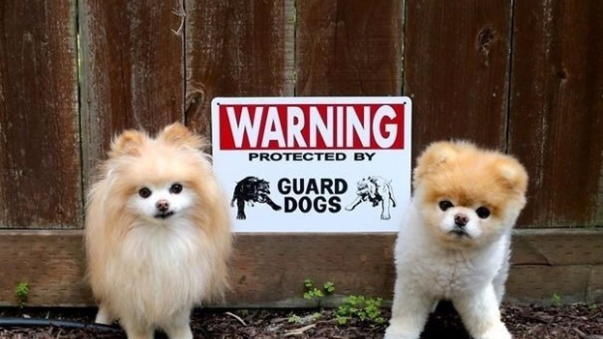 Illustration : "15 affiches d’alerte aux chiens dangereux qui ne le sont pas vraiment"