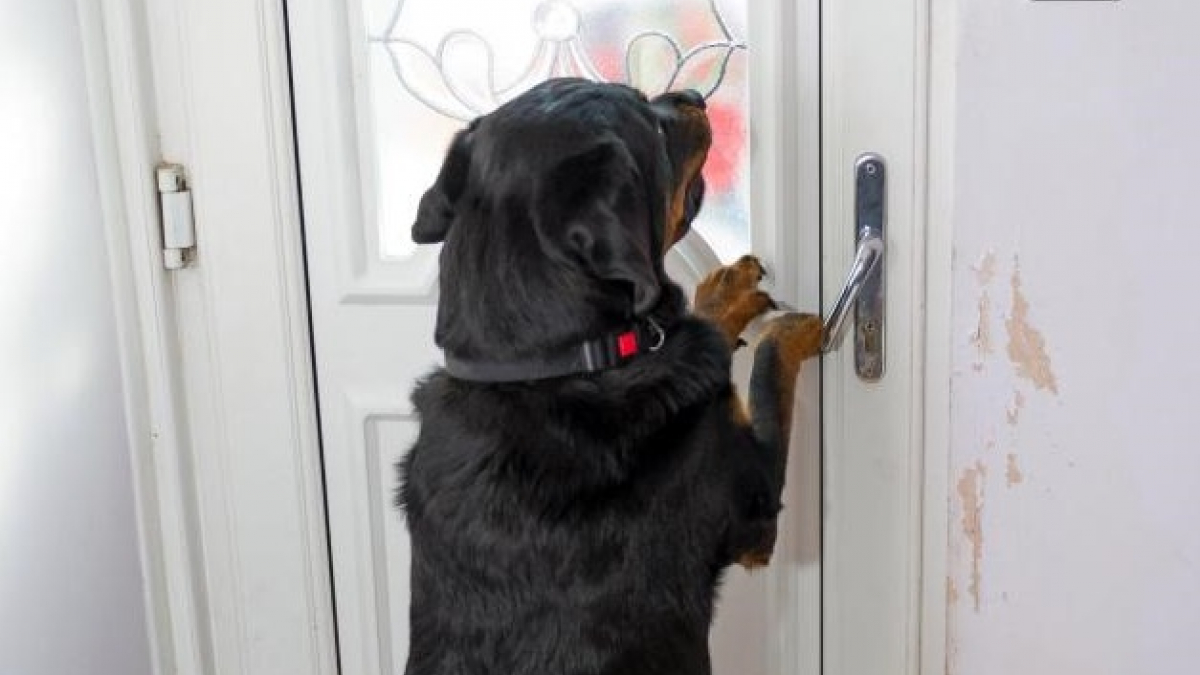 Illustration : "Un Rottweiler ouvre la porte aux secouristes pour leur permettre de sauver son maître"