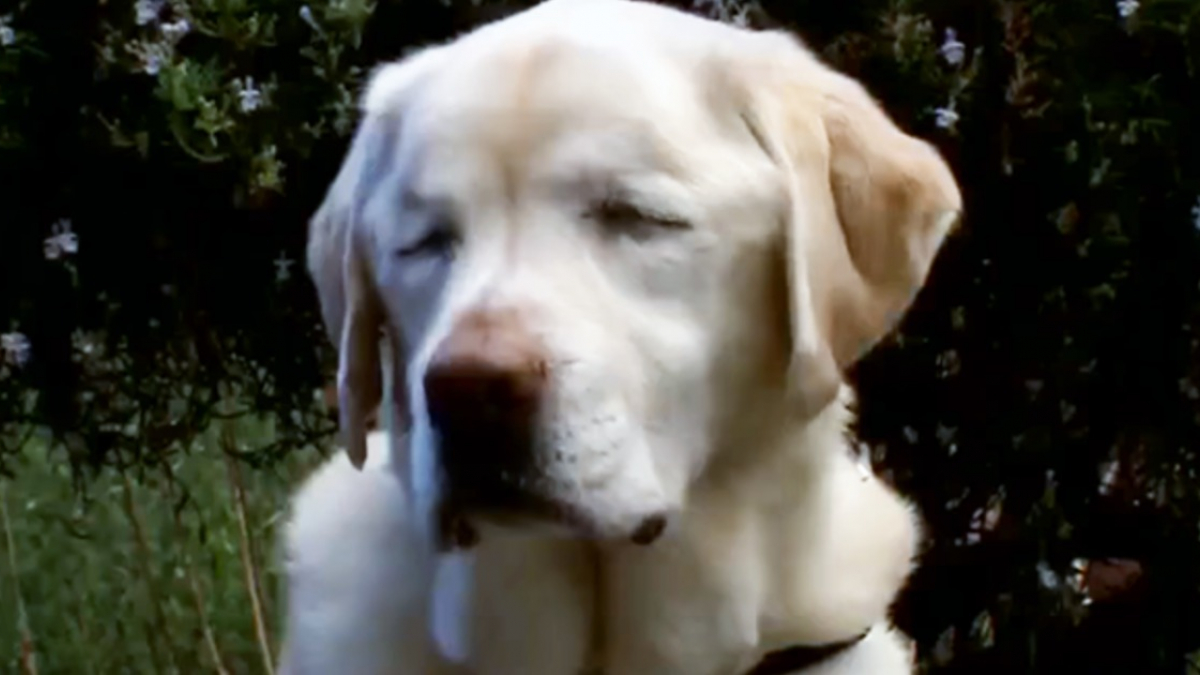 Illustration : "Etats-Unis : Une chienne aveugle retrouvée une semaine après sa disparition"
