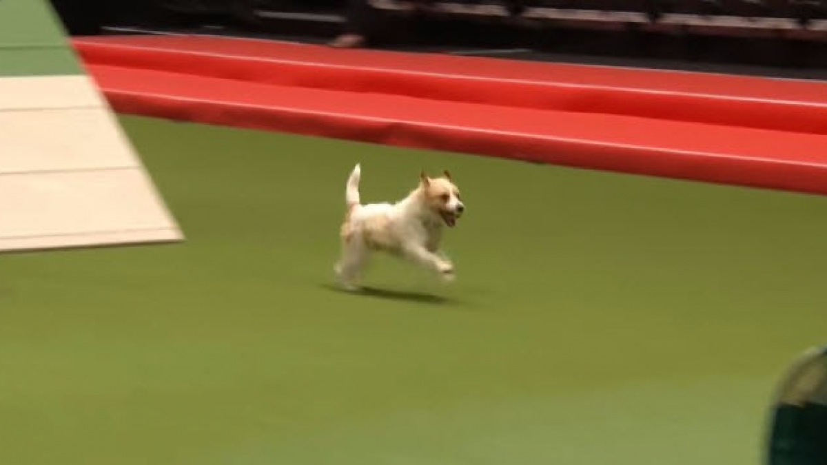 Illustration : "L’amusante prestation d’un Jack Russell Terrier lors d’un concours d’agility"