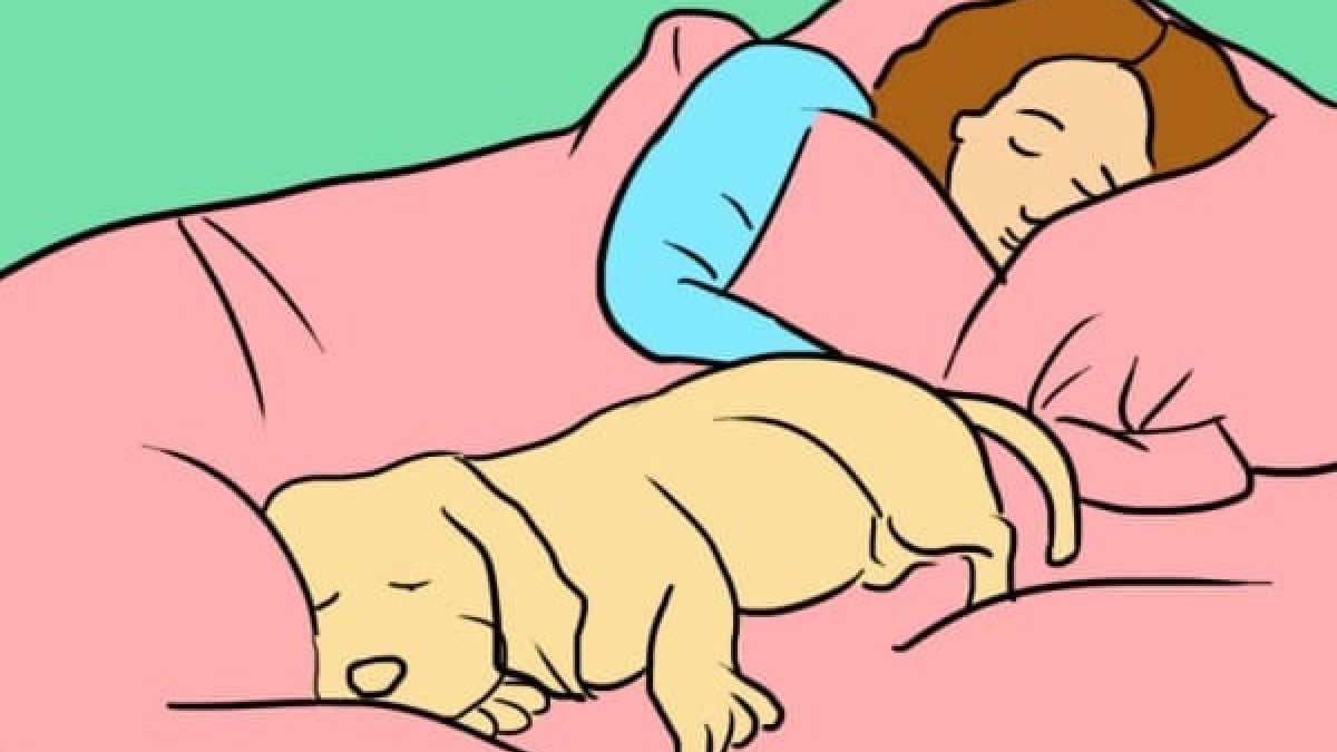 Illustration : "7 raisons pour lesquelles dormir avec son chien est une bonne idée"