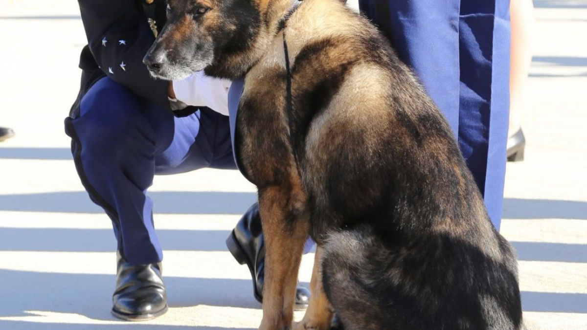 Illustration : "Boro, chien pisteur de la gendarmerie du Var, prend sa retraite"