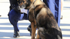 Illustration : Boro, chien pisteur de la gendarmerie du Var, prend sa retraite