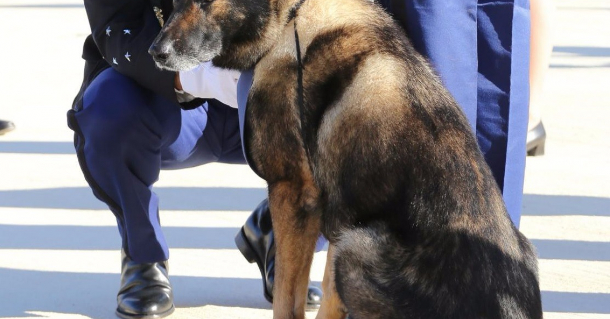 Boro, chien pisteur de la gendarmerie du Var, prend sa