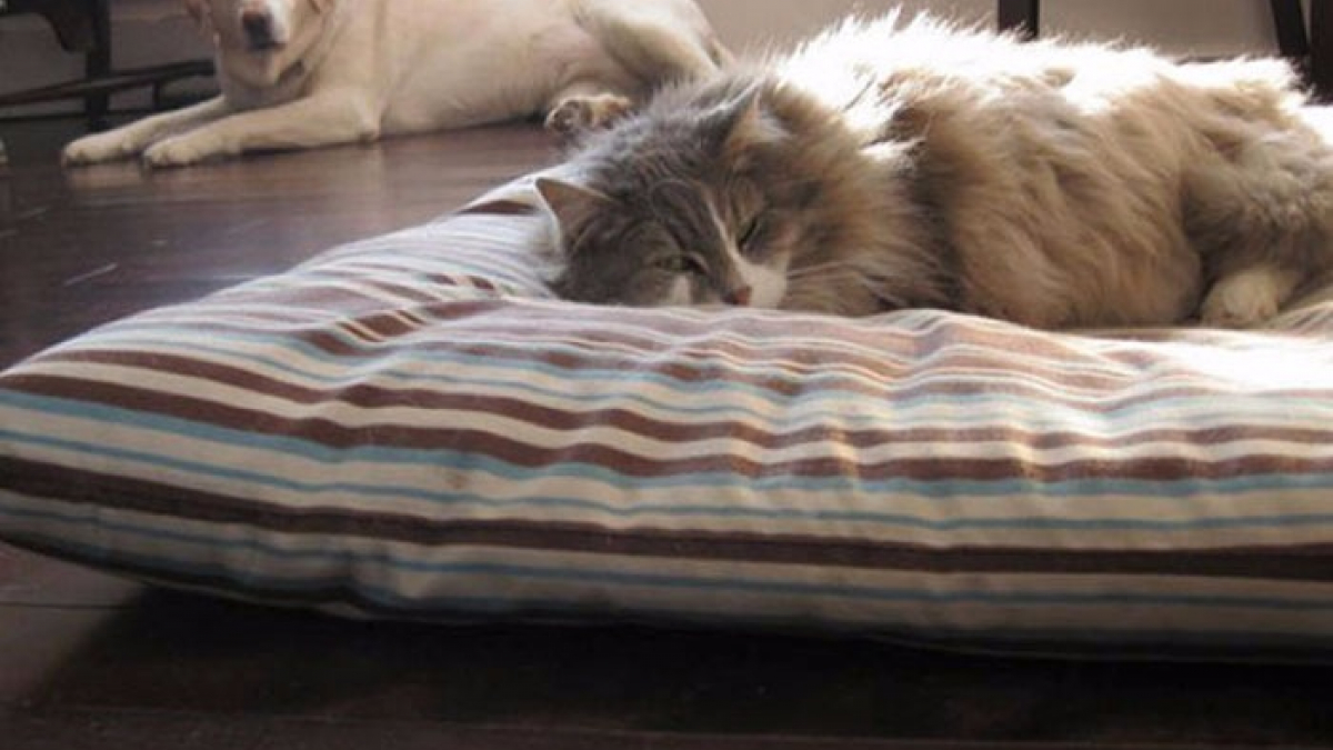 Illustration : "20 photos de chats qui n'ont aucun remords à voler le lit du chien"