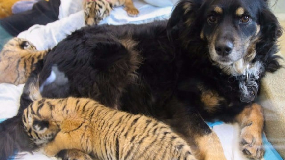 Illustration : "Etats-Unis : Une chienne adopte 3 bébés tigres"