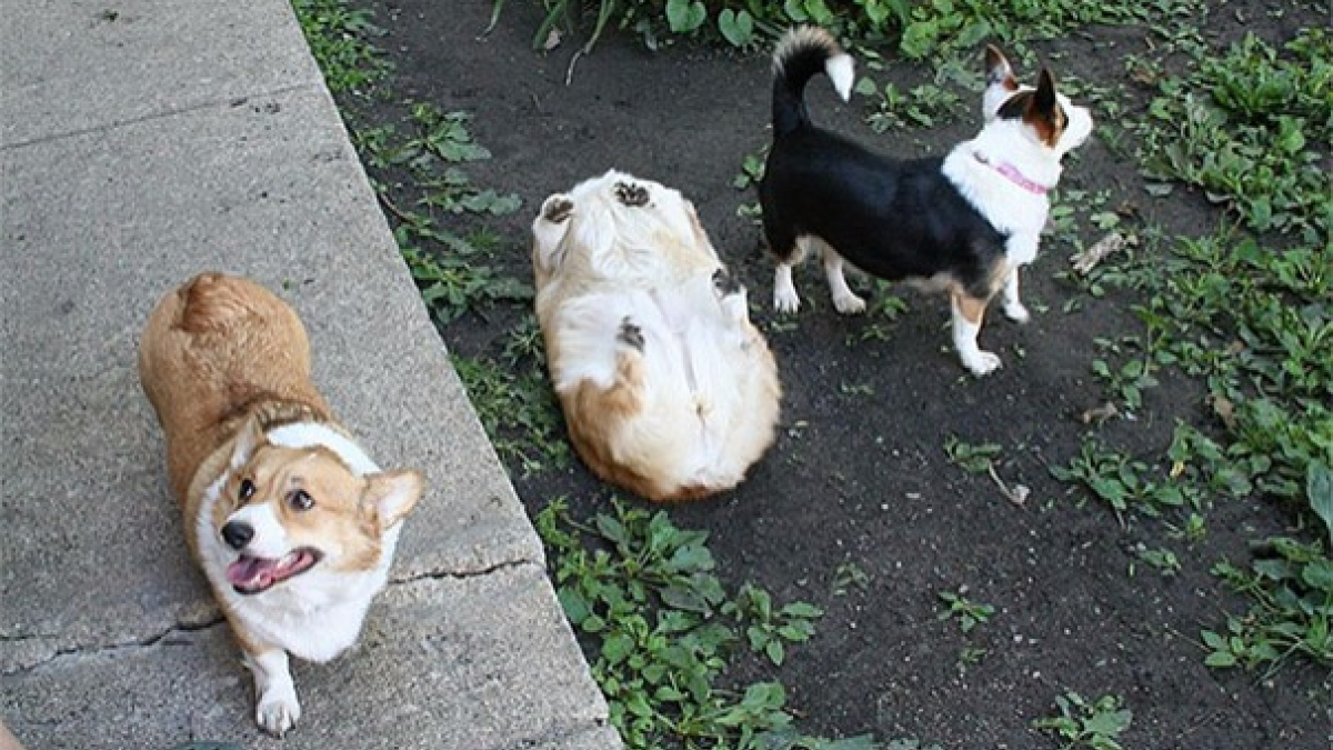 Illustration : "20 photos de chiens qui prennent de mauvaises décisions et le regrettent aussitôt"