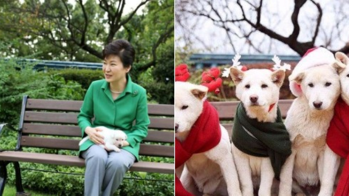 Illustration : "Park Geun-hye, chassée du pouvoir et accusée d’avoir abandonné ses 9 chiens"