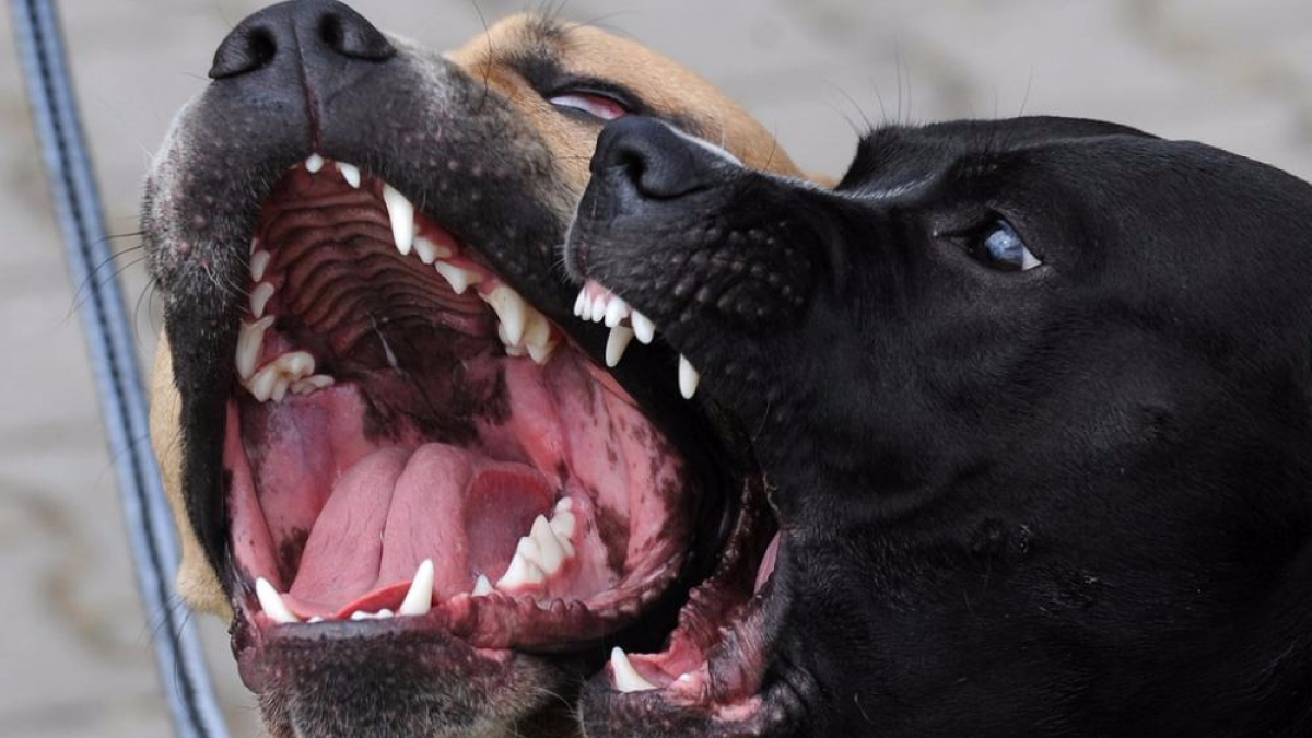 Illustration : "Floride : un petit garçon attaqué par des chiens, souffre de blessures sévères"