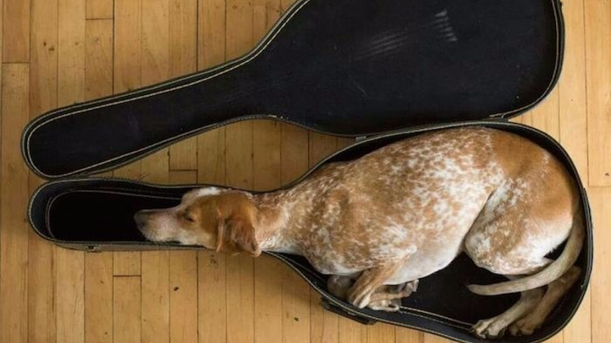 Illustration : "15 photos de chiens qui prouvent que les chiens peuvent s'endormir partout"