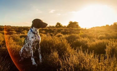 Illustration : "7 races de chiens qui demandent le plus d’attention"