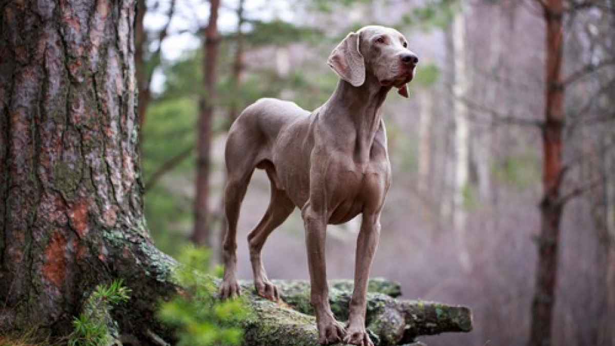 Illustration : "15 races de chiens que vous pensez vouloir, qui pourraient ne pas vous correspondre"