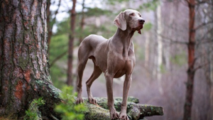 Illustration : 15 races de chiens que vous pensez vouloir, qui pourraient ne pas vous correspondre
