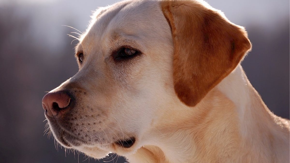 Illustration : "Et le chien préféré des Américains est… Le Labrador-Retriever"