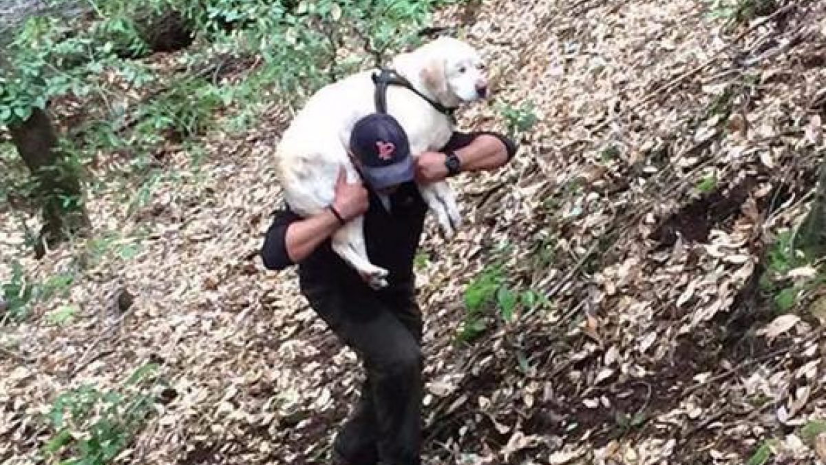 Illustration : "Un pompier sauve un chien aveugle perdu dans les bois pendant 8 jours"