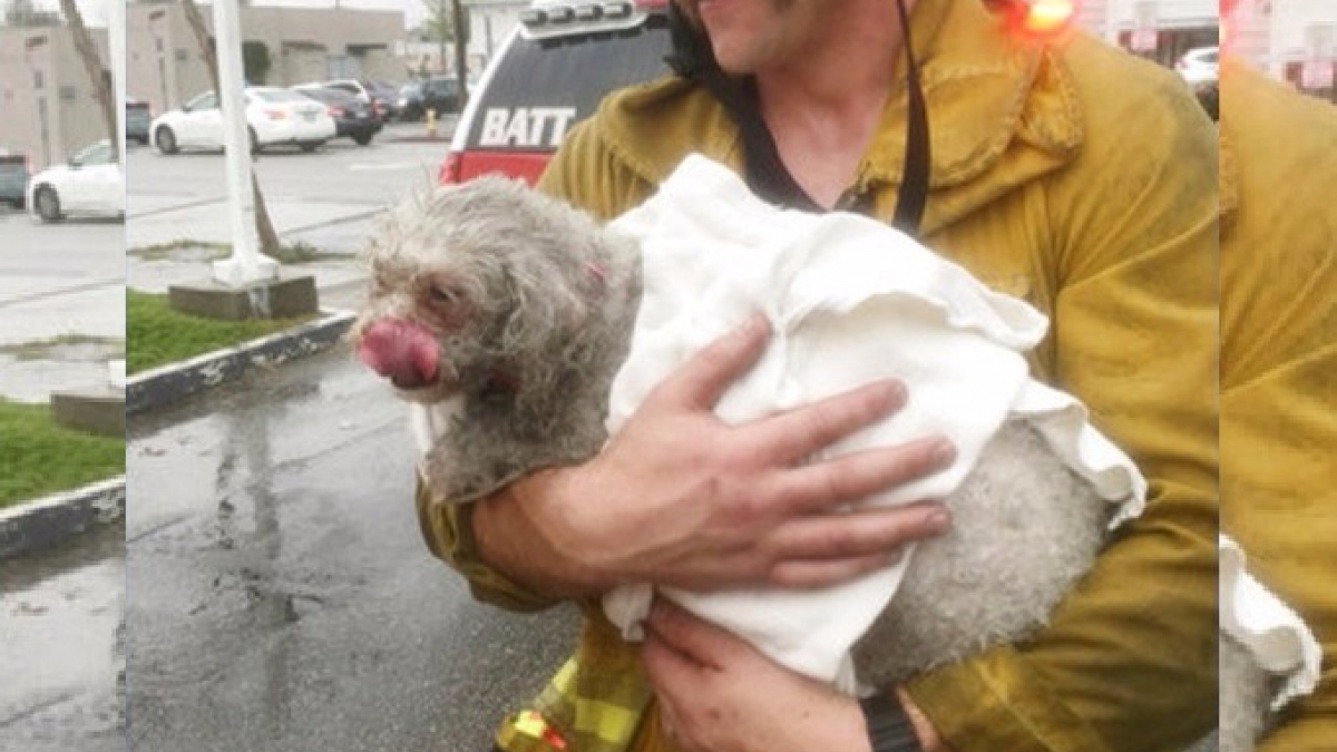 Illustration : "Etats-Unis : des pompiers raniment un chien après l’avoir sorti d’un appartement en flammes"
