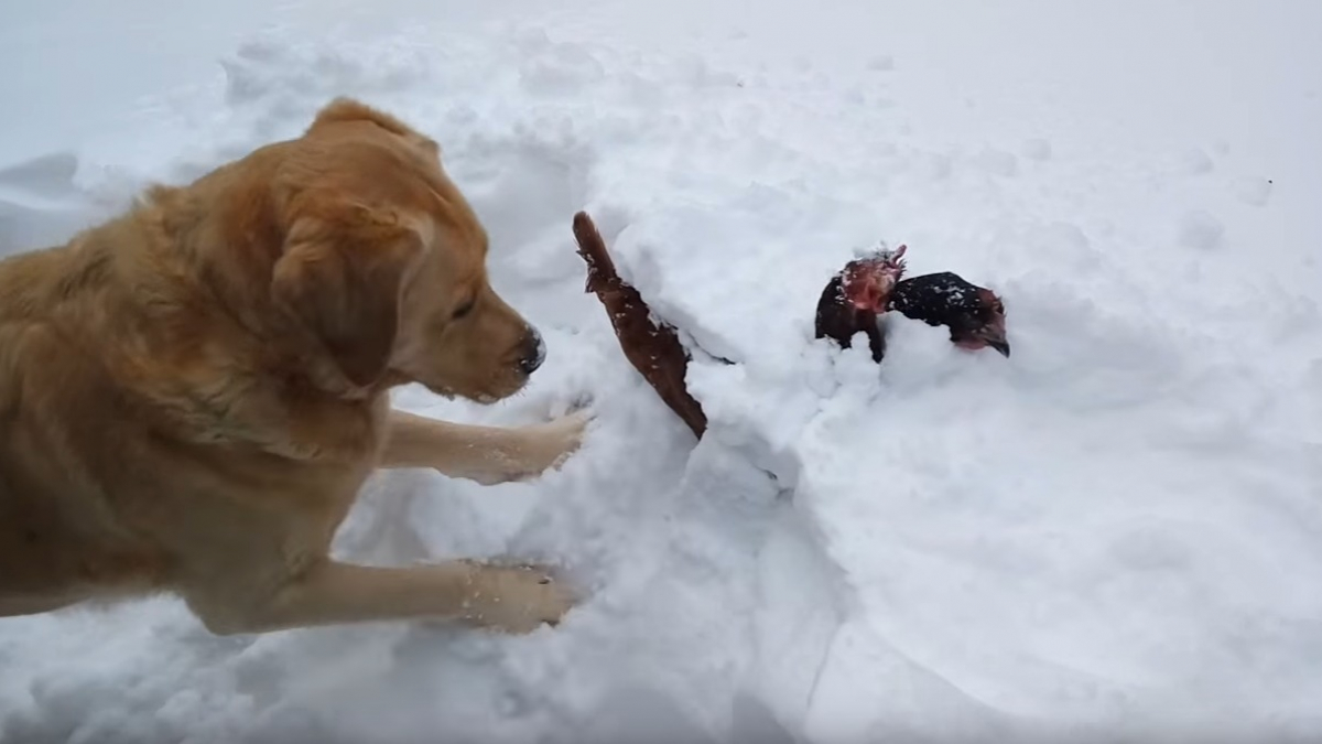 Illustration : "Un chien sauve 2 poules ensevelies sous la neige et devient un héros"