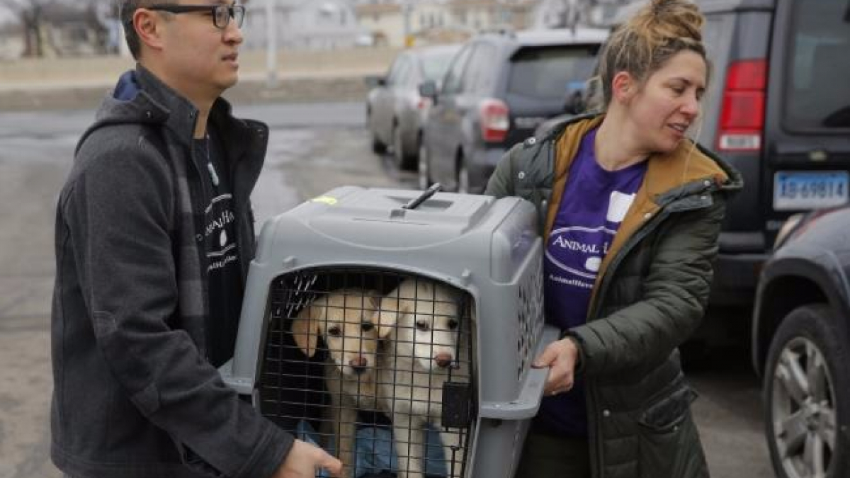Illustration : "46 chiens sauvés d’un abattoir sud-coréen sont arrivés aux Etats-Unis"