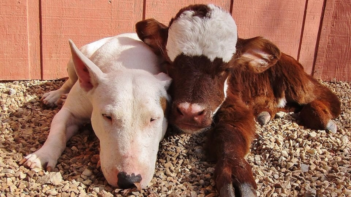 Illustration : "Les meilleurs amis de cette vache naine sont des chiens !"