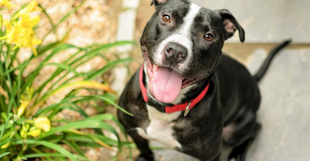 7 races de chiens très sensibles