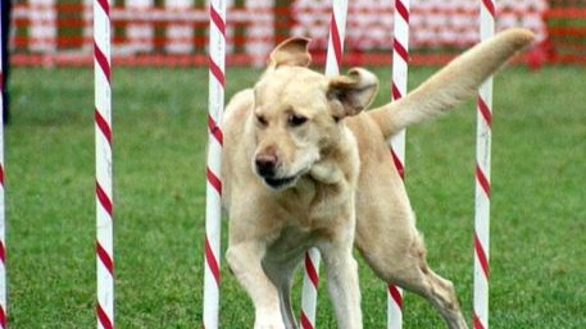 Illustration : "5 races de chiens faciles à entraîner"
