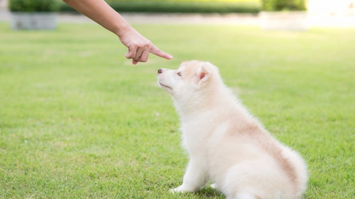 Illustration : "9 choses qu’on fait à son chien mais qu’il déteste"