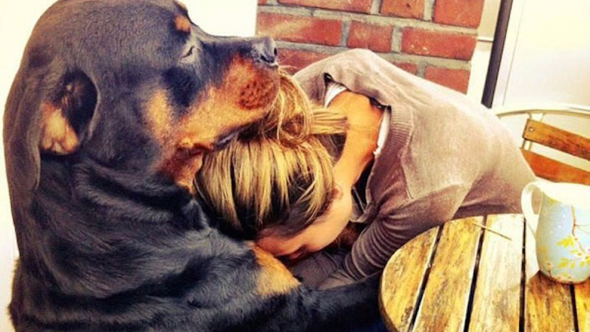 Illustration : "Impossible de regarder ces 14 photos sans vouloir adopter un chien"