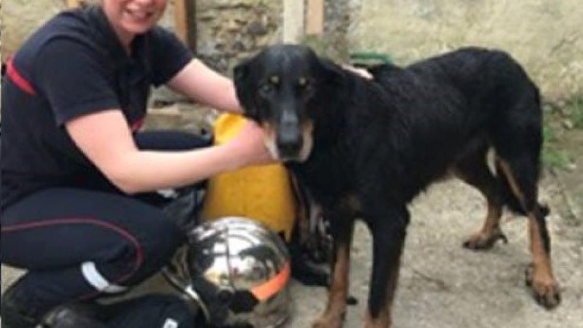 Illustration : "Les pompiers de l’Oise sauvent une chienne Beauceron tombée dans un puits"