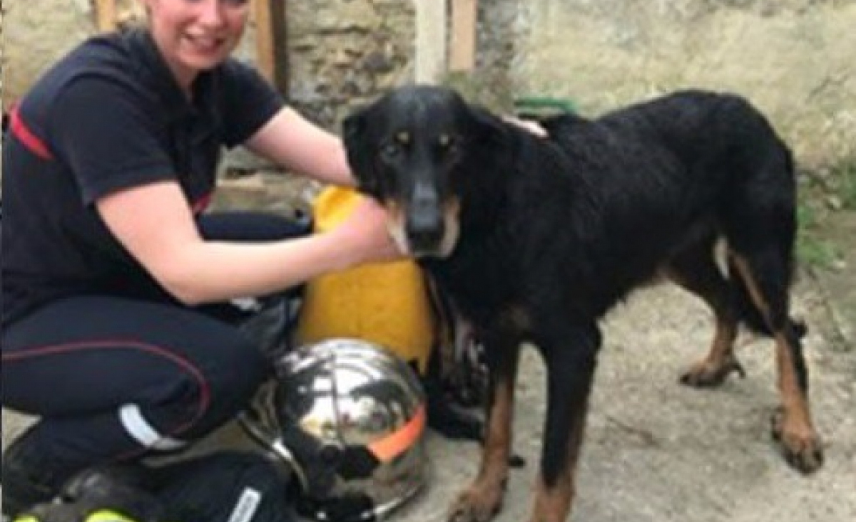 Illustration : "Les pompiers de l’Oise sauvent une chienne Beauceron tombée dans un puits"