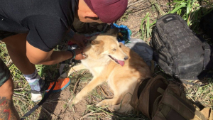 Illustration : Californie : Une chienne tombée dans un puits, sauvée par les pompiers