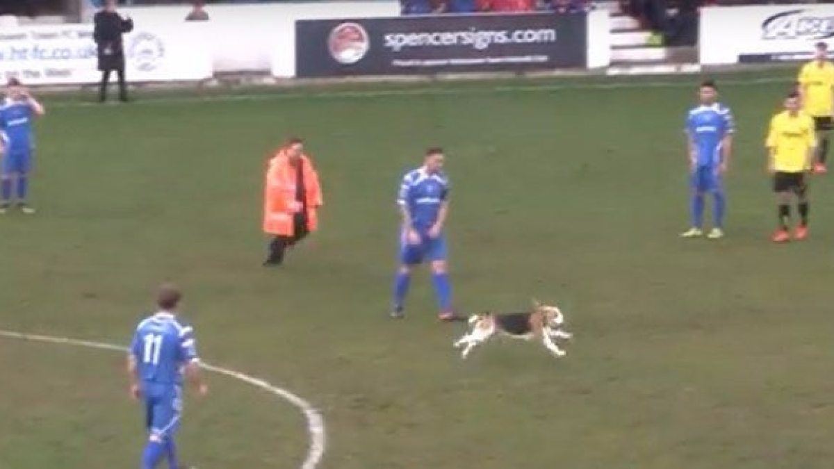 Illustration : "Un chien interrompt un match de football pendant plusieurs minutes en Angleterre"