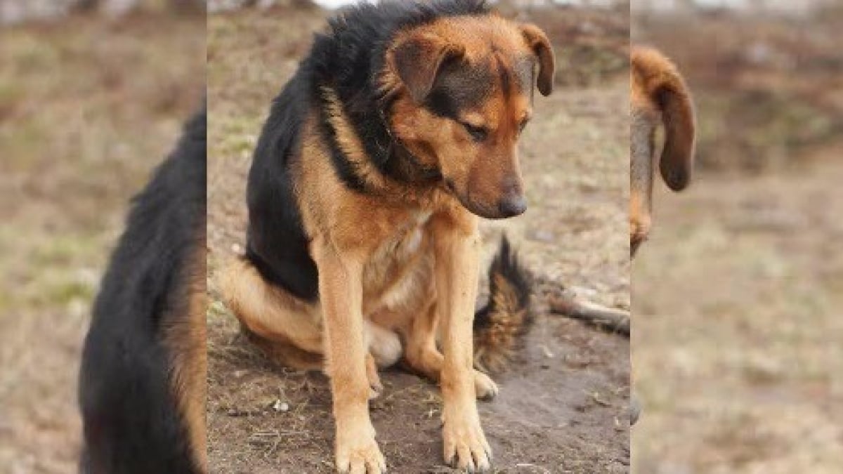 Illustration : "Ce chien a passé 7 jours sur le bord d’une route parce que son maître lui avait ordonné de ne pas bouger"