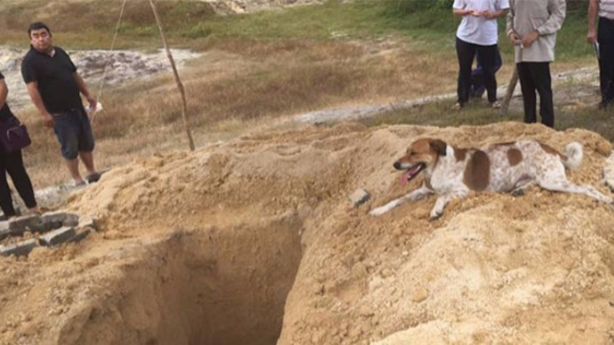Illustration : "Un chien suit le cortège funèbre de sa défunte maîtresse sur plus d'1 km et demi"