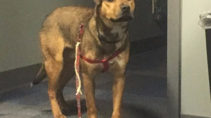Illustration : Etats-Unis : Un policier adopte un chien qui avait été retrouvé attaché à un arbre