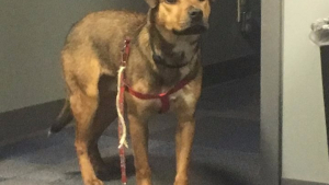 Illustration : Etats-Unis : Un policier adopte un chien qui avait été retrouvé attaché à un arbre