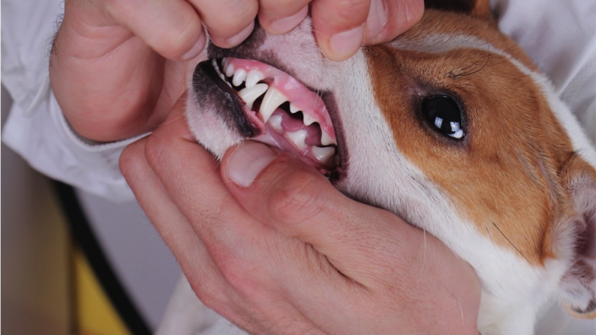 Illustration : "10 conseils pour assurer une bonne hygiène dentaire à votre chien"