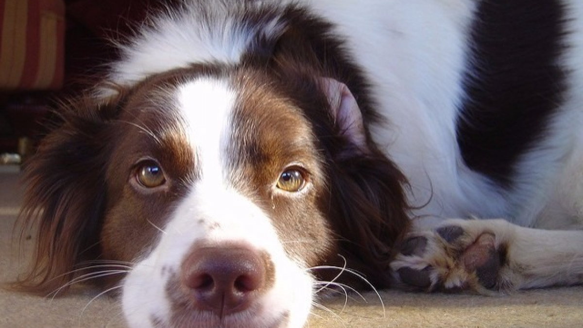 Illustration : "5 choses que vous devez savoir avant d’euthanasier votre chien"