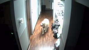 Illustration : Un chien ouvre plusieurs portes et s’échappe tranquillement d’un hôpital vétérinaire