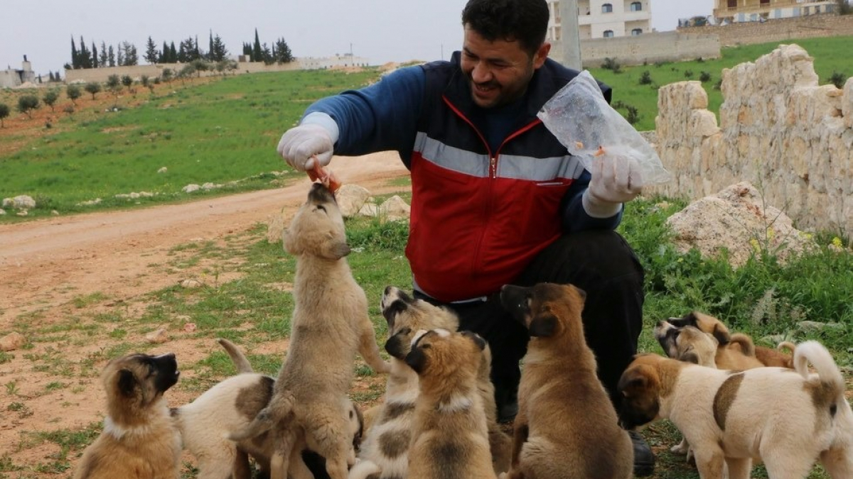 Illustration : "Syrie : un homme sauve une chienne et ses 15 petits à Alep"