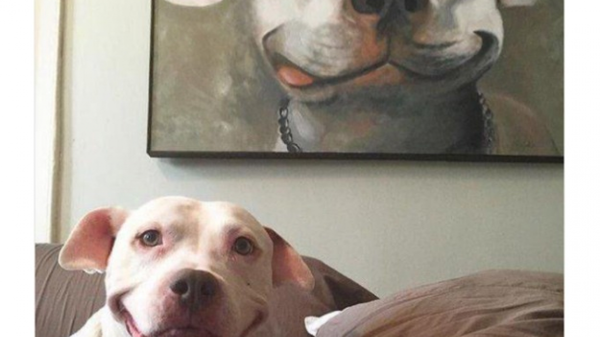 Illustration : "13 photos qui illustrent l'amour d’un maître pour son chien"