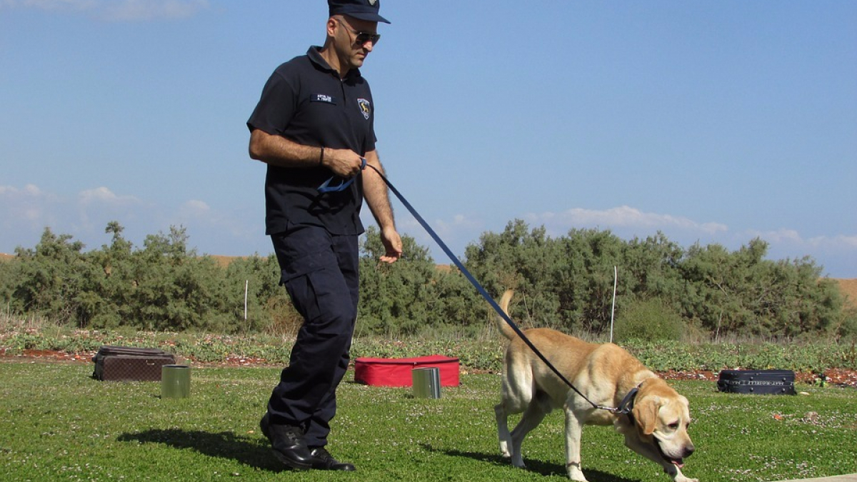Illustration : "Un chien détecteur de billets aide les autorités à retrouver plus d’un million d’euros"