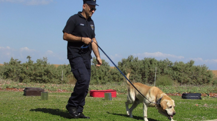 Illustration : Un chien détecteur de billets aide les autorités à retrouver plus d’un million d’euros