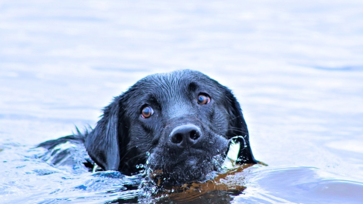 Illustration : "Un chien sauve un nourisson de la noyade aux Etats-Unis"