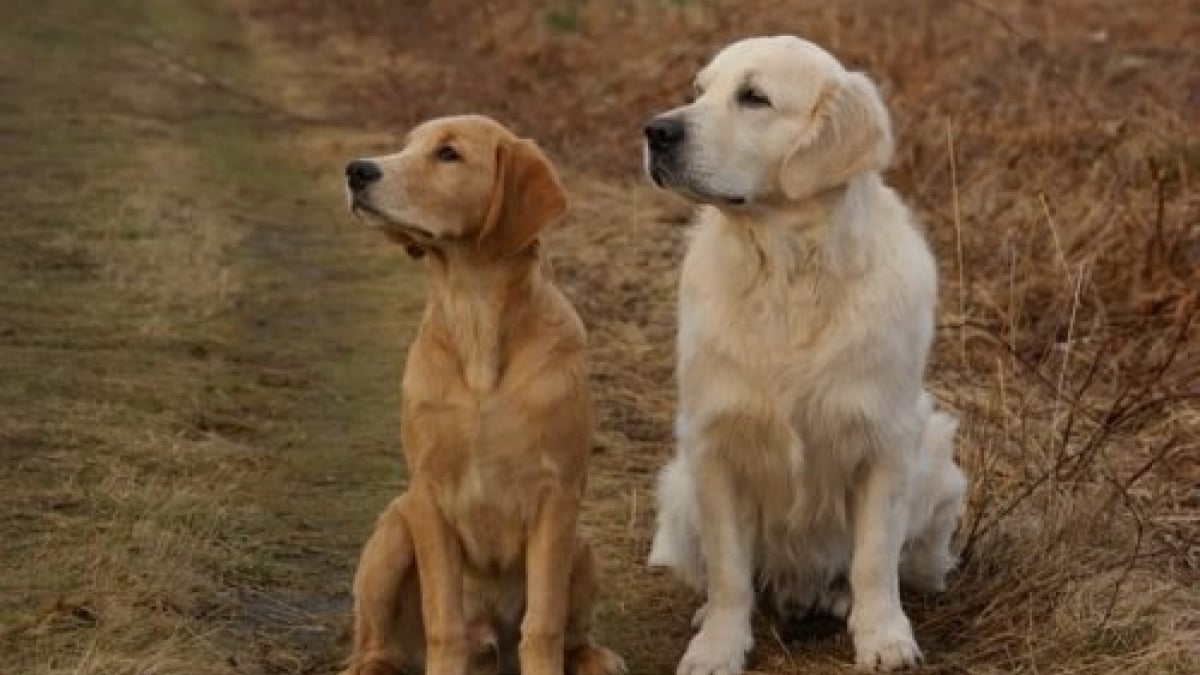 Illustration : "7 races de chiens qui s'entendent plutôt bien avec leurs congénères"