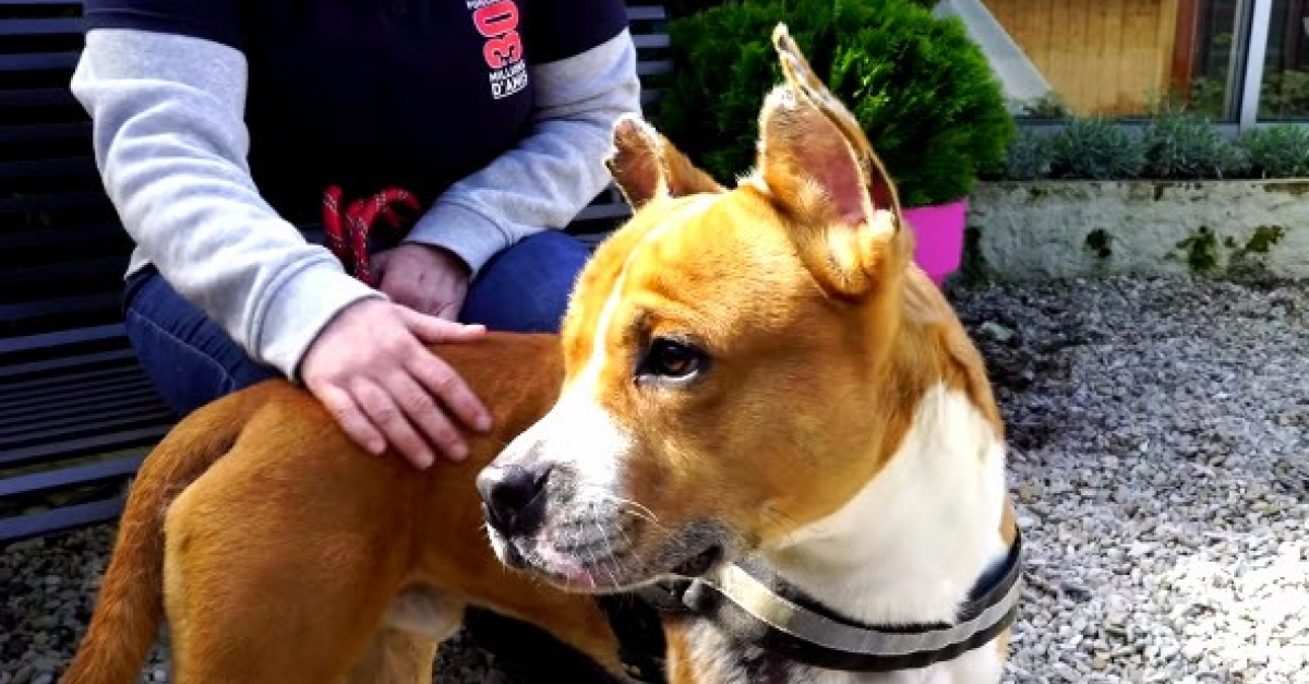 Des nouvelles de Loco, le chien battu par son maître dans