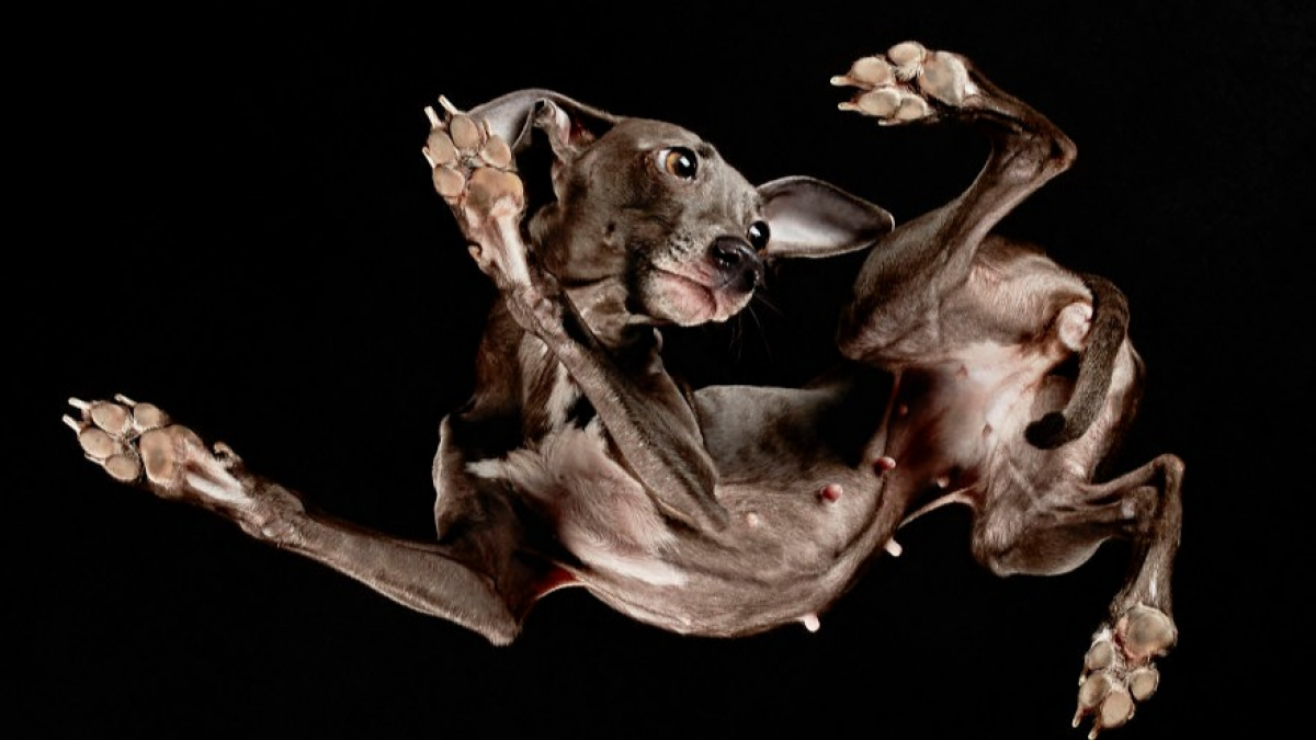 Illustration : "27 images de photographe avec des chiens vus du dessous !"